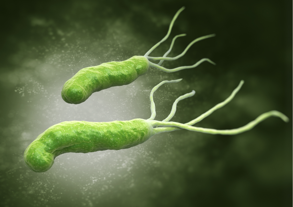 helicobacter pylori